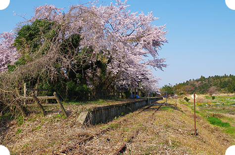 桜の名所 能登さくら駅